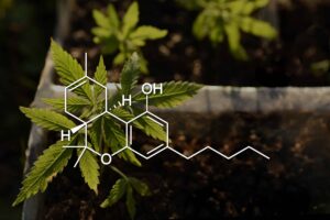 Small sprouts of cannabis bush, hemp. Growing marijuana